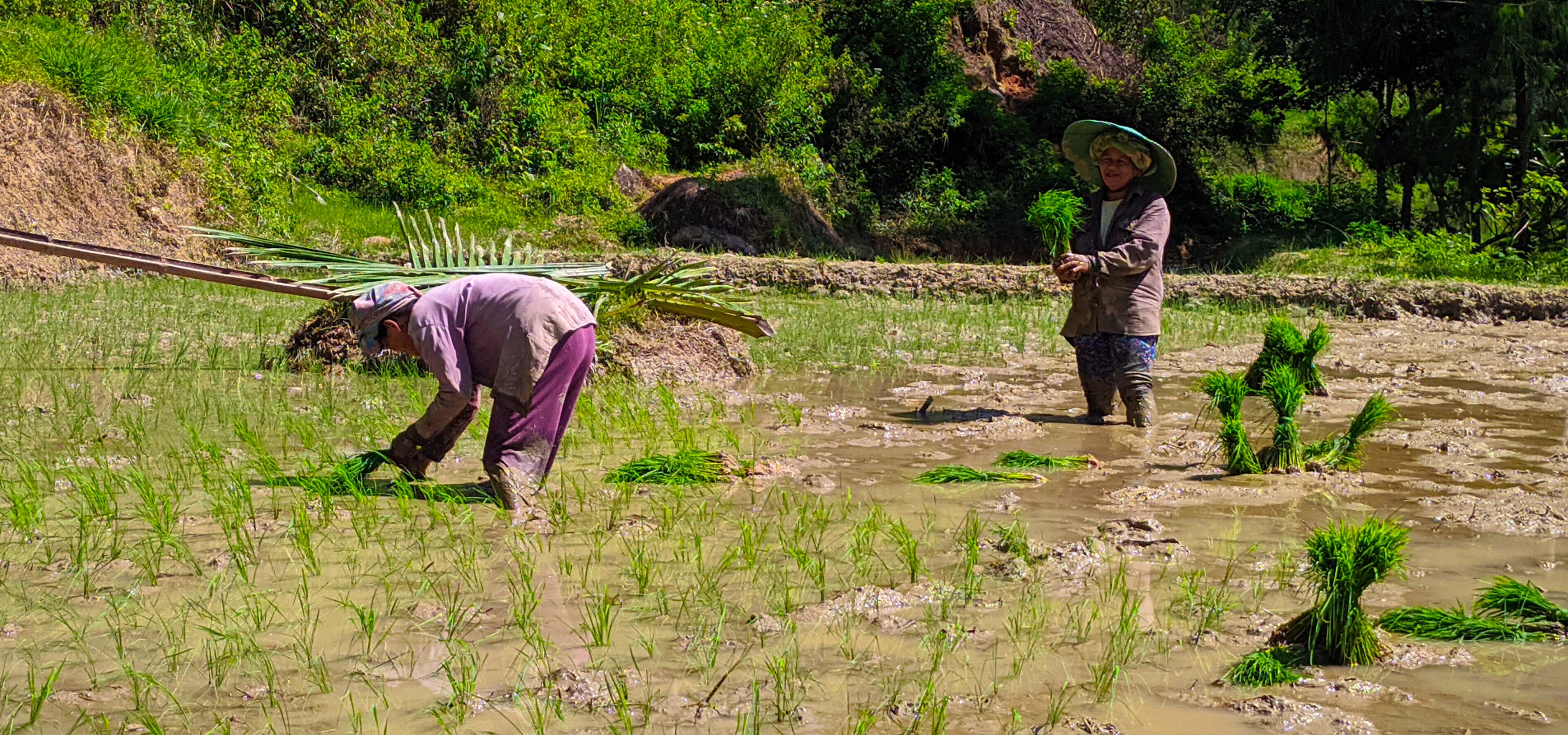 Menanam padi di sawah merupakan contoh kegiatan