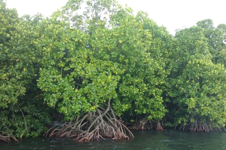 Ilustrasi. Tak mudah menjaga hutan mangrove dari berbagai keterancaman seperti beralih jadi tambak maupun penebangan liar. Foto: