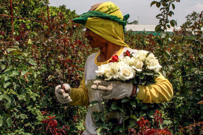Banyak Permintaan Produktivitas Bunga Mawar Kota Batu Terkendala Musim Hujan Mongabay Co Id
