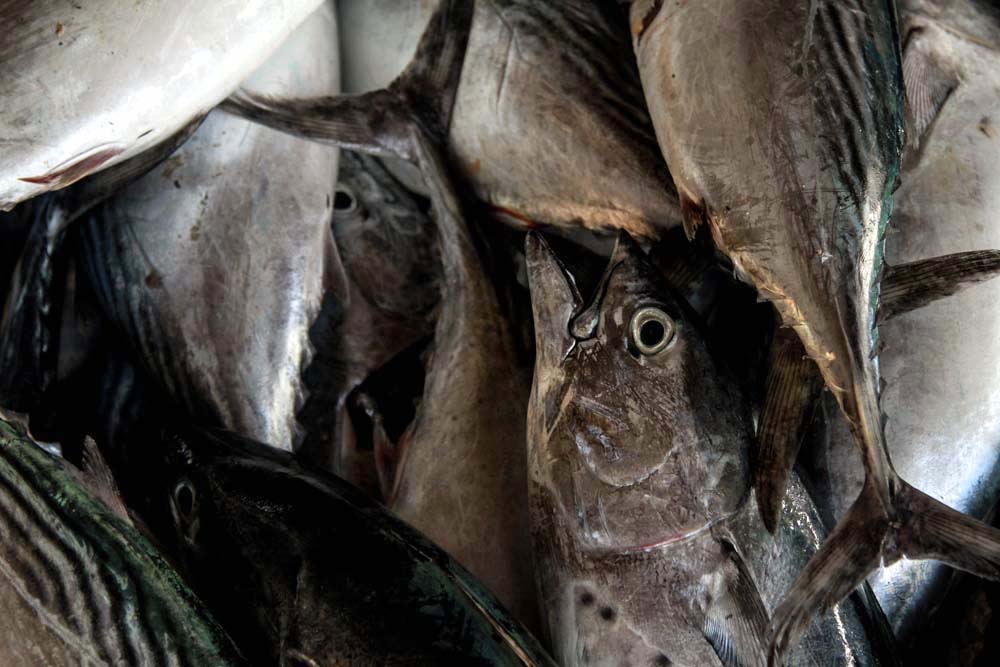 Tangkapan Ikan Tongkol Melimpah Harga Turun Di Lamongan Mongabay Co Id