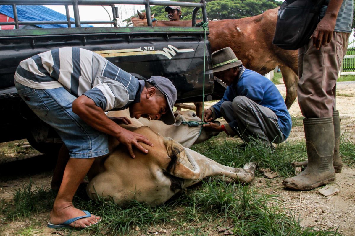 Musim Tanam Padi, Petani Mulai Jual-Beli Sapi - Mongabay.co.id
