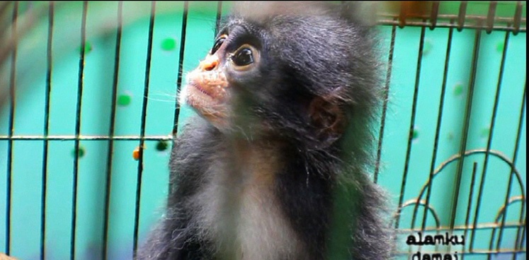 Primata, salah satu satwa rentan terkena penyakit zoonisis. Foto: Ayat S Karokaro/ Mongabay Indonesia