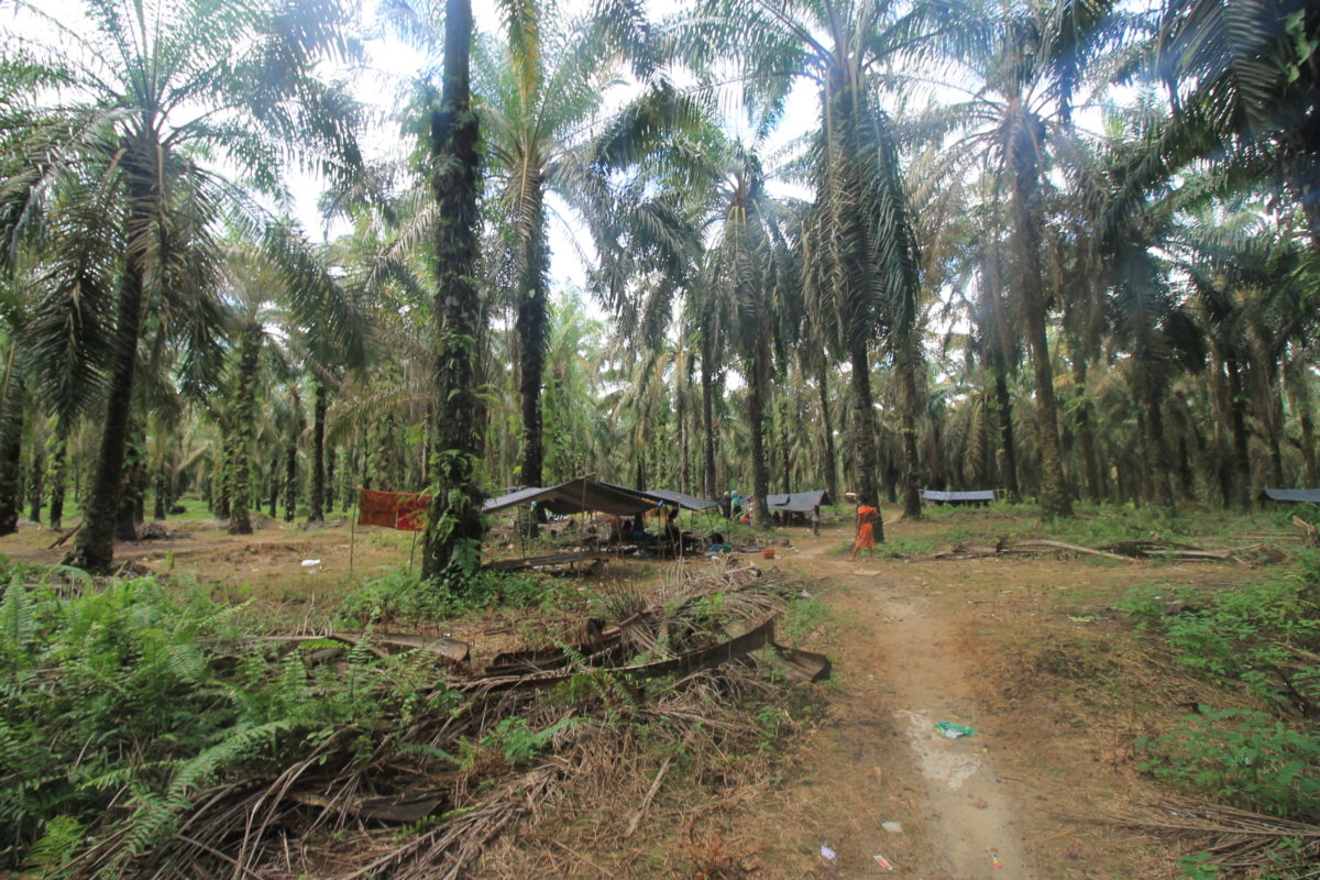 Sebanyak 25 kepala keluarga Orang Rimba Makekal Hulu melangun dengan mendirikan sesudungon di kebun sawit milik warga Desa Sungai Bulian.JPG