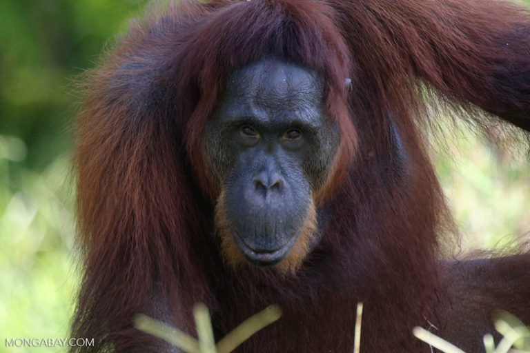 Orangutan kalimantan. Foto: Rhett A Butler/Mongabay
