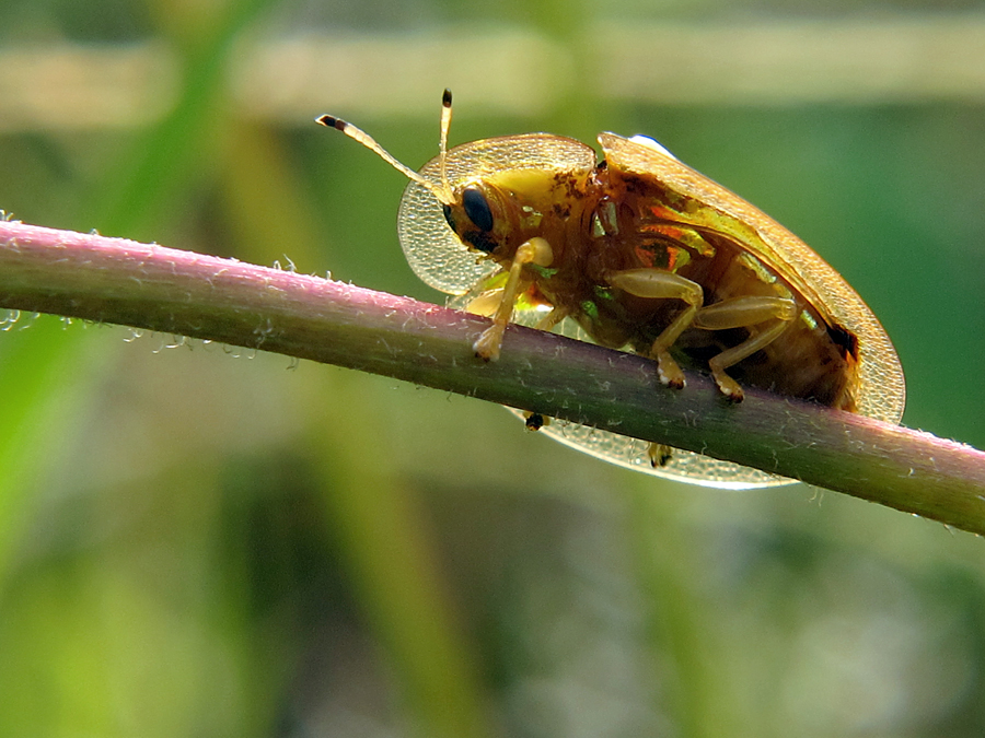 Kepik Emas, Kumbang Imut Indah Nan Mempesona
