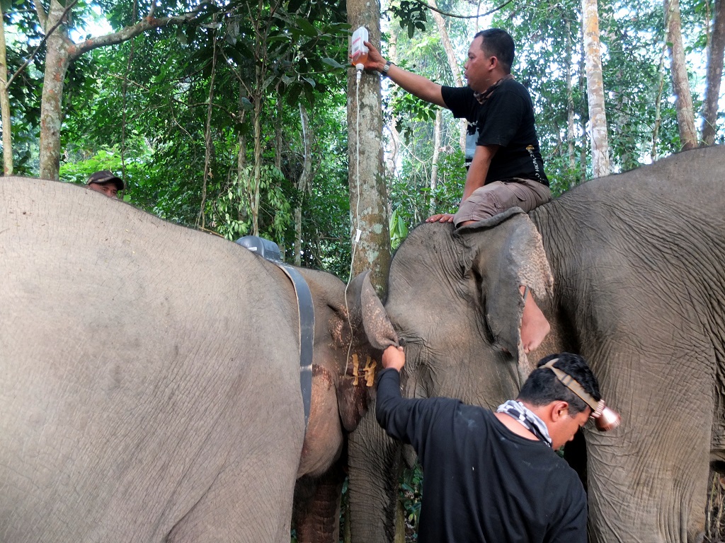 Pemberian vitamin gajah sebelum lepas liar. Foto: Lili Rambe/ Mongabay Indonesia