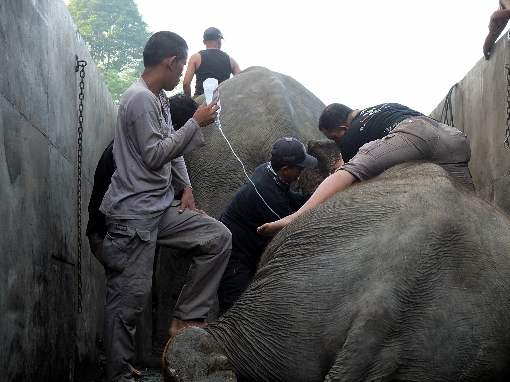 Pemulihan gajah jinak sebelum kembali ke Riau. Foto: Lili Rambe/ Mongabay Indonesia