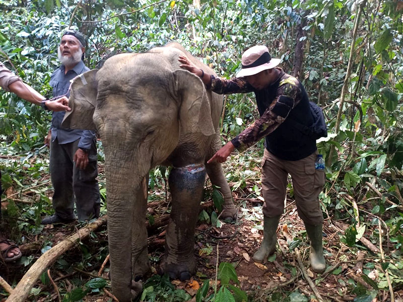 Jerat Pemburu Kembali Lukai Dua Gajah Sumatera di Aceh - Mongabay.co.id : Mongabay.co.id