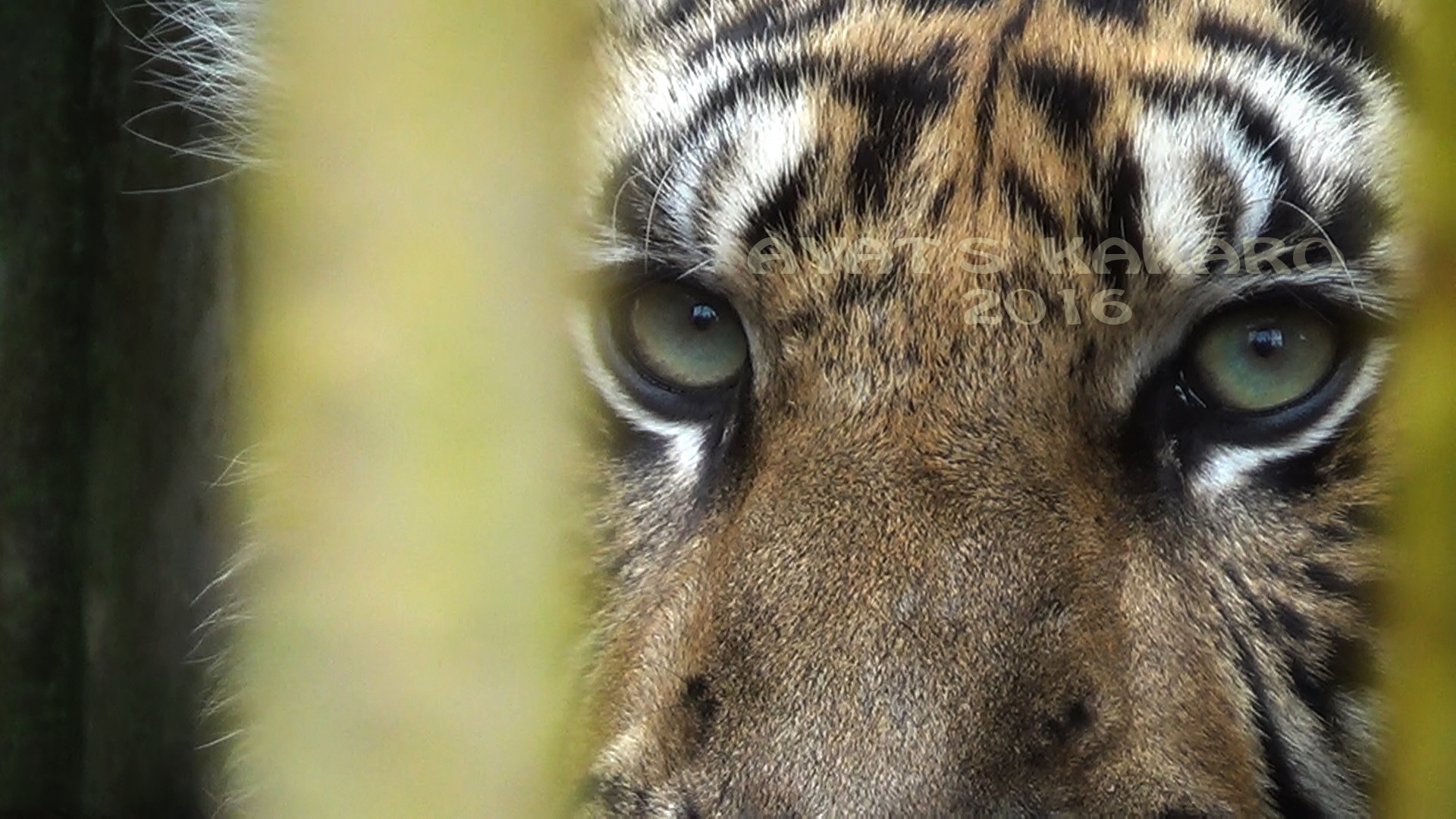 Habitat harimau terus tergerus. Foto: Ayat S Karokaro/ Mongabay Indonesia