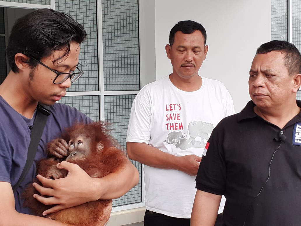 Anak orangutan yang diamankan dari dalam bus. Foto: Suryadi/ Mongabay Indonesia