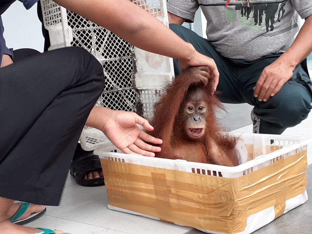Anak orangutan ketika dikeluarkan dari dalam keranjang plastik. Foto: Suryadi/ Mongabay Indonesia