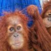 Covid dan Corona. Dua anak orangutan yang diserahkan kepada Balai Taman Nasional Gunung Leuser, 15 Maret lalu, oleh seorang yang mengaku membeli dari Aceh. Foto: Ayat S Karokaro/ Mongabay Indonesia