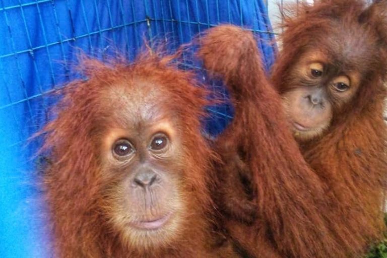 Covid dan Corona. Dua anak orangutan yang diserahkan kepada Balai Taman Nasional Gunung Leuser, 15 Maret lalu, oleh seorang yang mengaku membeli dari Aceh. Foto: Ayat S Karokaro/ Mongabay Indonesia