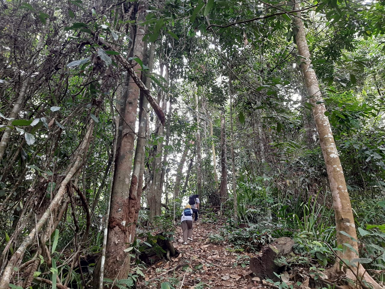 Hutan di Desa Air Tenam. Foto: Indra Nugraha/ Mongabay Indonesia