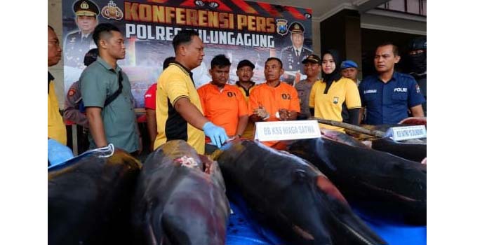 Lumba-lumba mati yang akan jadi daging asap diamankan polisi. Pembeli dan nelayan (penjual) jadi tersangka. Foto: Sahabat Alam Indonesia