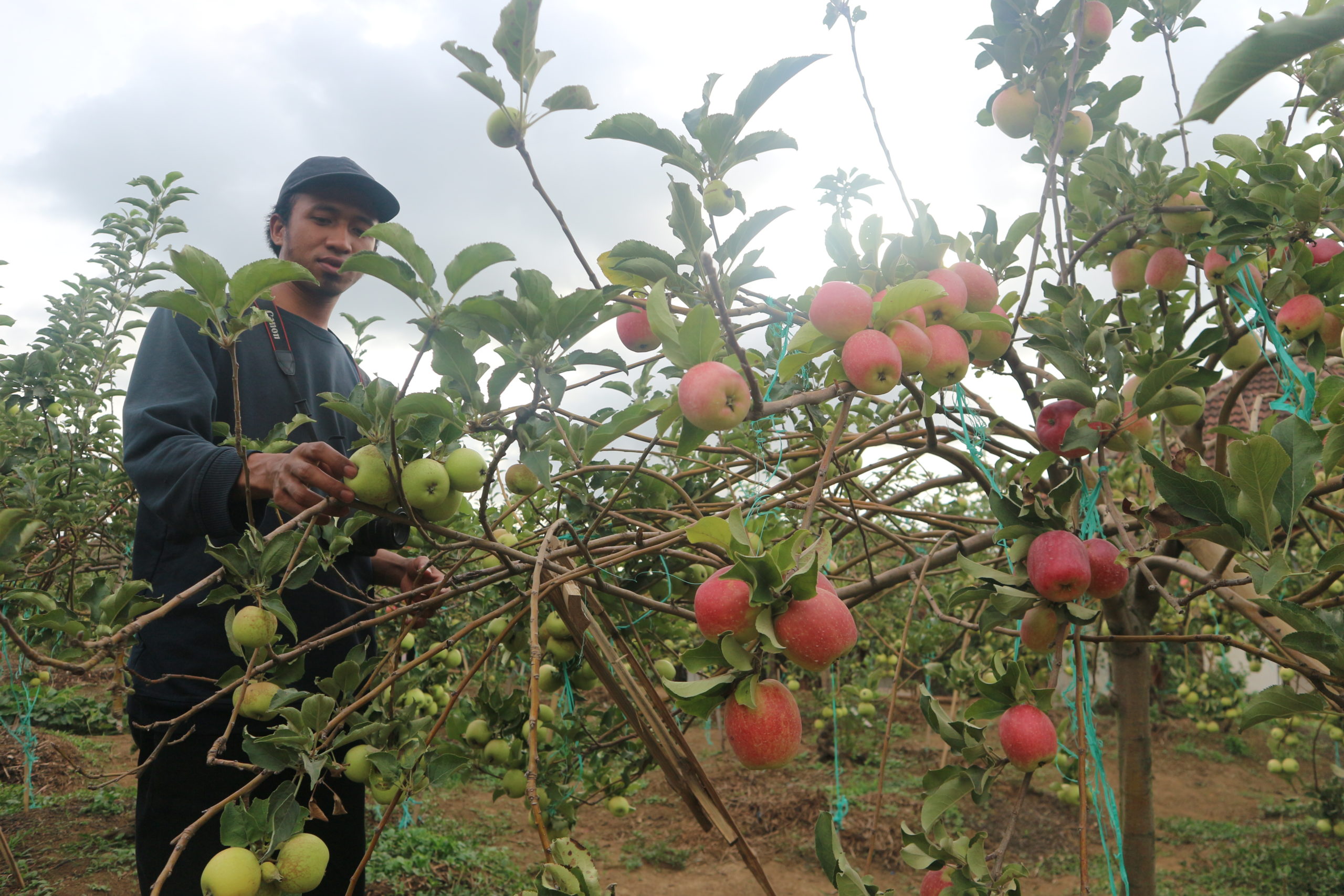 Panen apel Malang, bilang terus menerus. Caranya? Foto: Eko Widianto/ Mongabay Indonesia