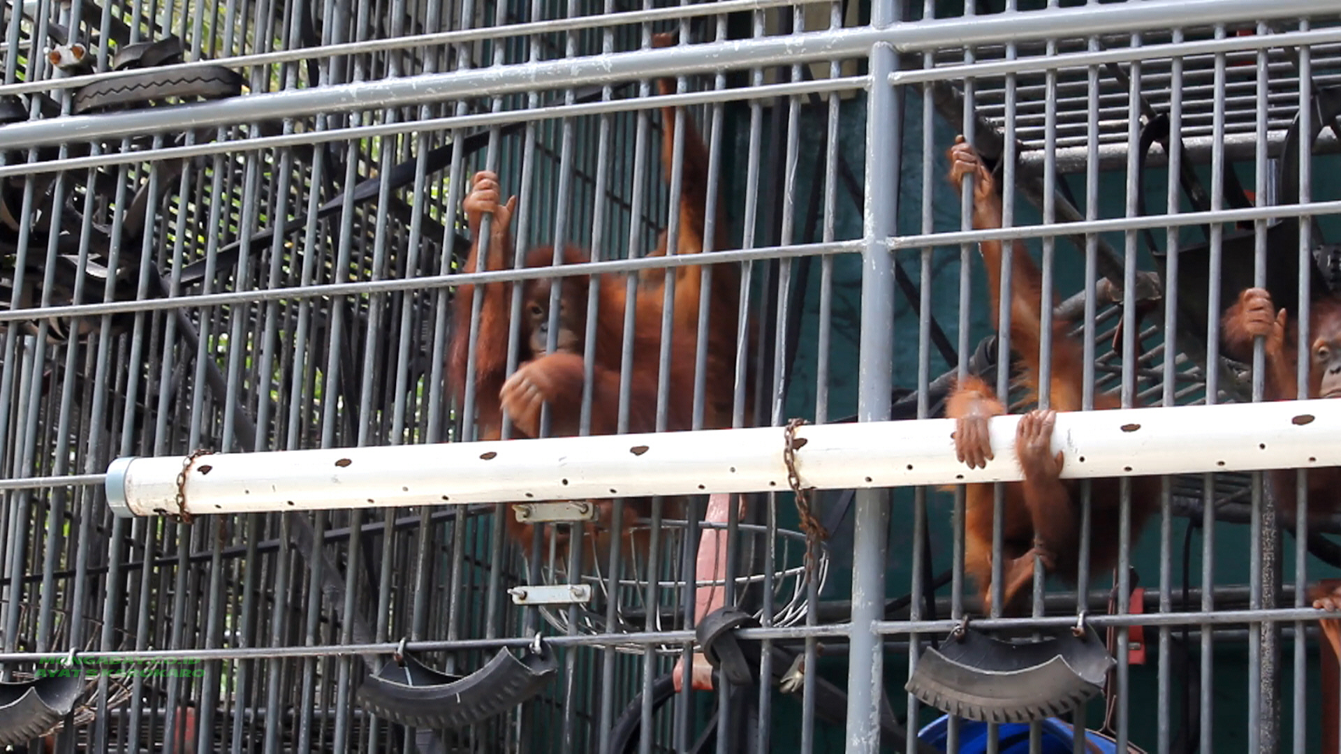 Kandang sementara, kala orangutan Sumatera, jalani rehabilitasi. Foto: Ayat S Karokaro/ Mongabay Indonesia
