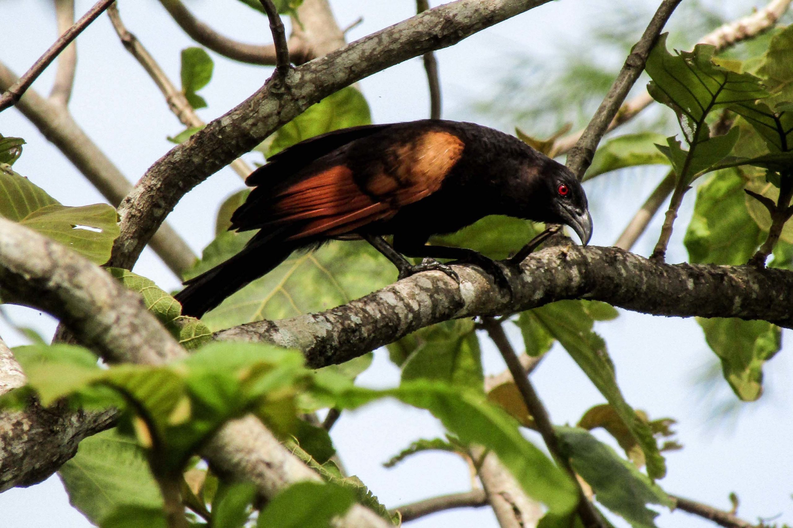 Burung Bubut Jawa yang Semakin Langka dan Jarang
