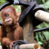 Anak orangutan Sumatera di SOCP. Foto: Ayat S Karokaro/ Mongabay Indonesia