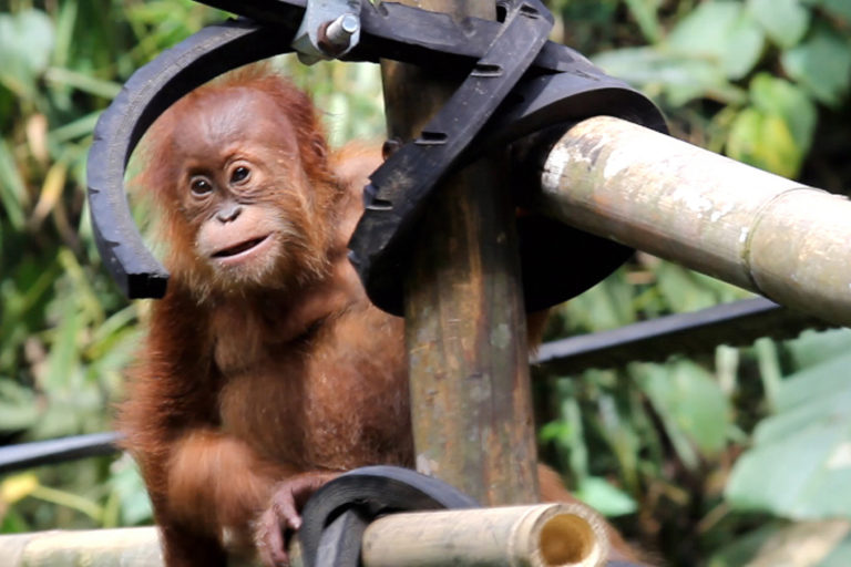 Anak orangutan Sumatera di SOCP. Foto: Ayat S Karokaro/ Mongabay Indonesia