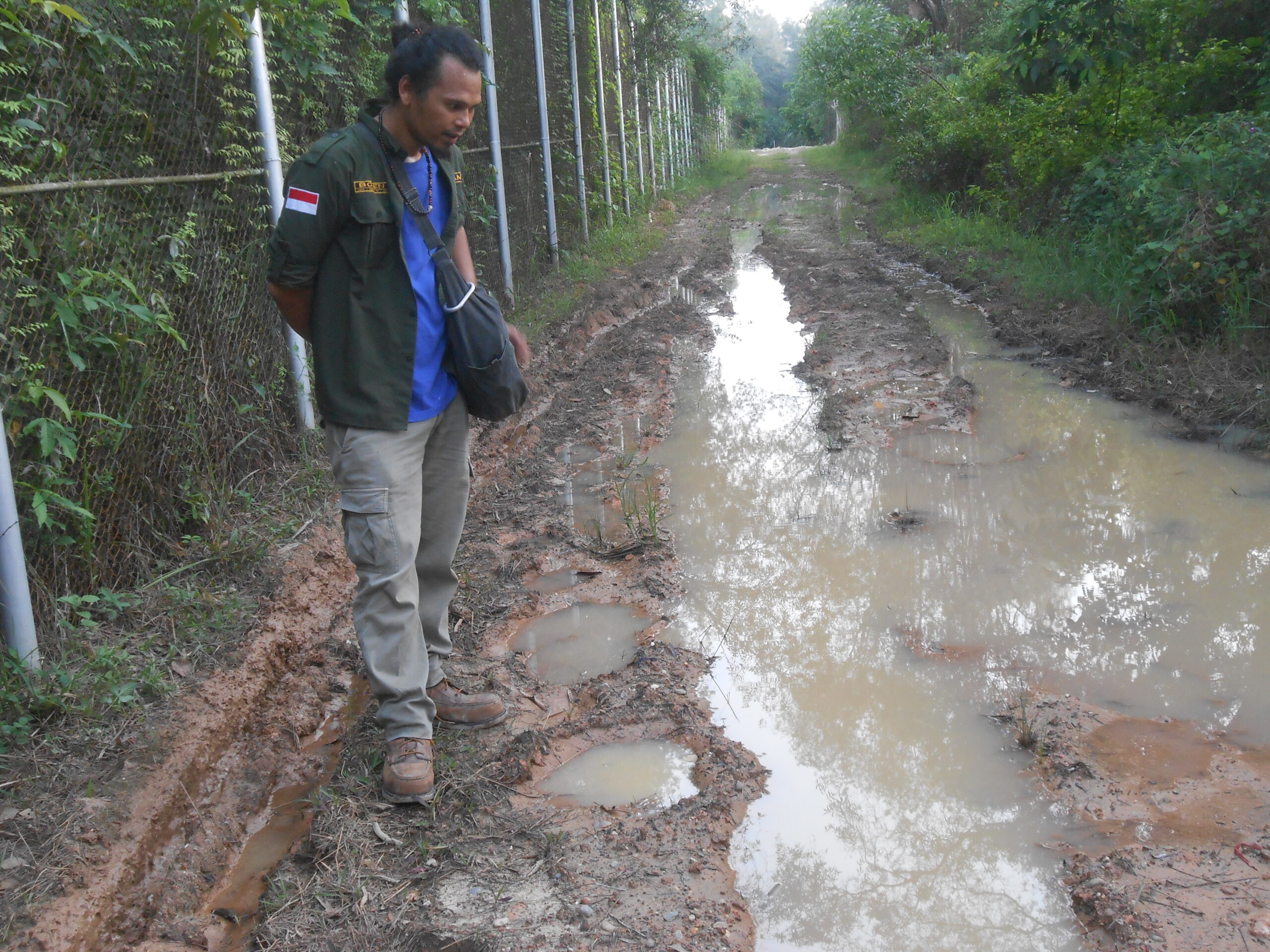 Jejak laluan gajah Seruni dan Rimba di area Chevron. Foto: Suryadi/ Mongabay Indonesia