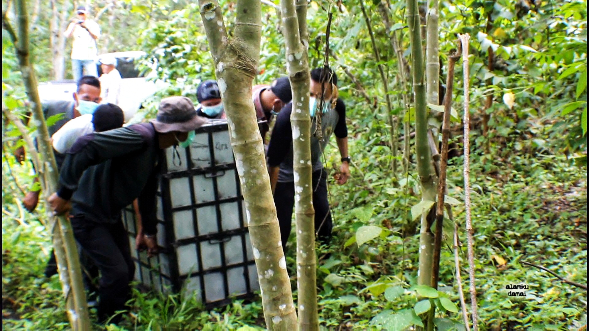 Penyelamatan orangutan yang terjebak di kebun warga di Langkat, Sumut. Foto: Ayat S Karokaro/ Mongabay Indonesia