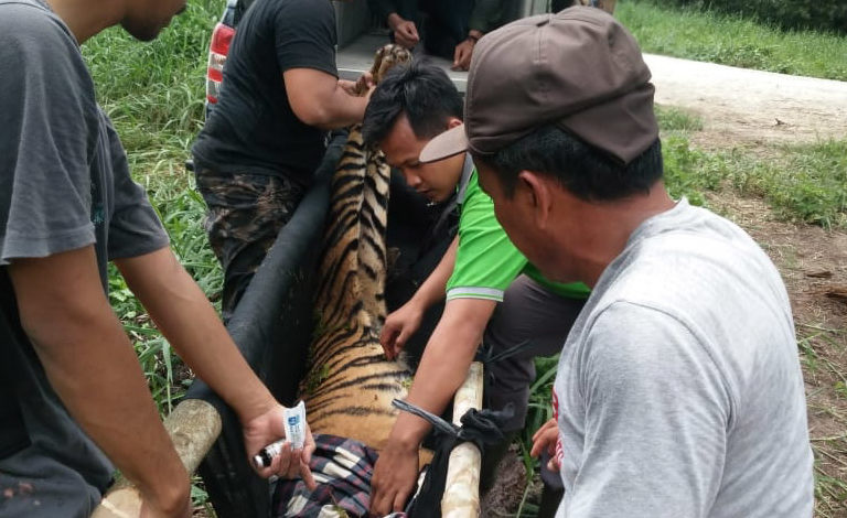 Pemindaham harimau ke kandang angkut untuk dibawa ke Pusat Rehabilitasi Harimau Sumatera Dhamasraya. Foto: BKSDA Riau
