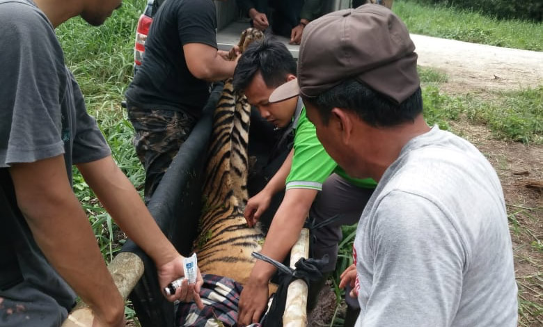 Pemindaham harimau ke kandang angkut untuk dibawa ke Pusat Rehabilitasi Harimau Sumatera Dhamasraya. Foto: BKSDA Riau