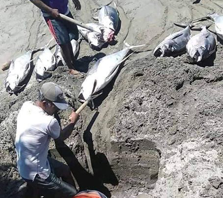 Nelayan mengubut tuna yang rusak karena kurang es. Foto: dokumen nelayan