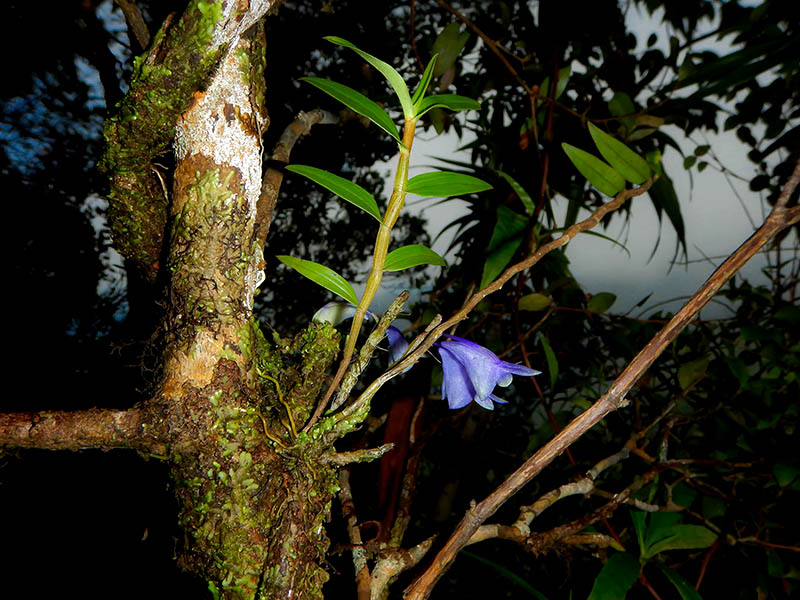  Anggrek  Biru Si Cantik dari Pulau Waigeo yang Belum 
