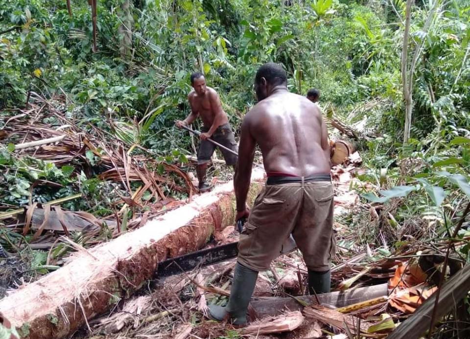 Petani sedang tebang sagu. Foto: Asrida Elisabeht/ Mongabay Indonesia