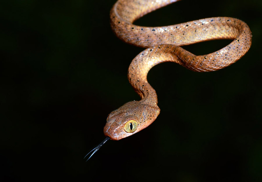Cara ular biak sanca berkembang dengan ular berkembang