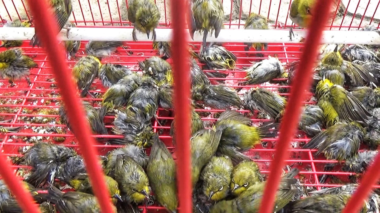 Jauhnya jarak perjalanan Aceh Tengah ke Medan, Sumut, lebih 500 burung pleci mati. Foto: Ayat S Karokaro/ Mongabay Indonesia