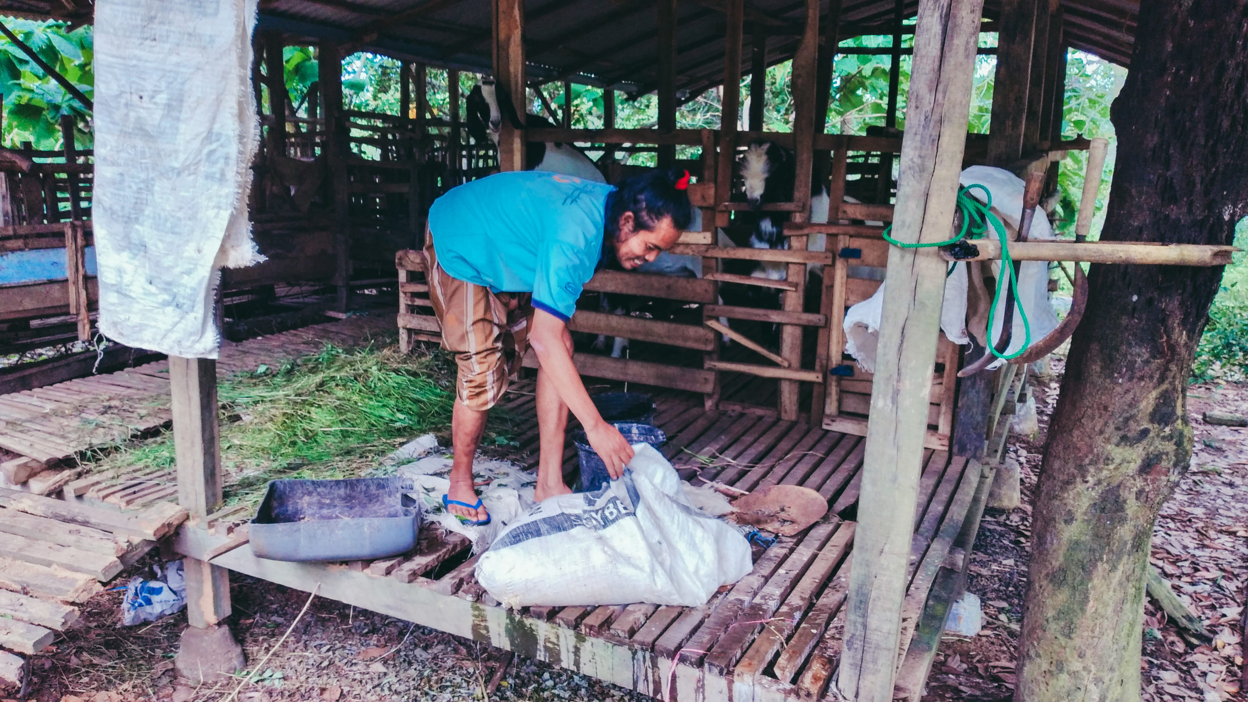 Homaidy, langsung merawat kambing untuk diambil air susunya. Foto: Moh Tamimi/ Mongabay Indonesia