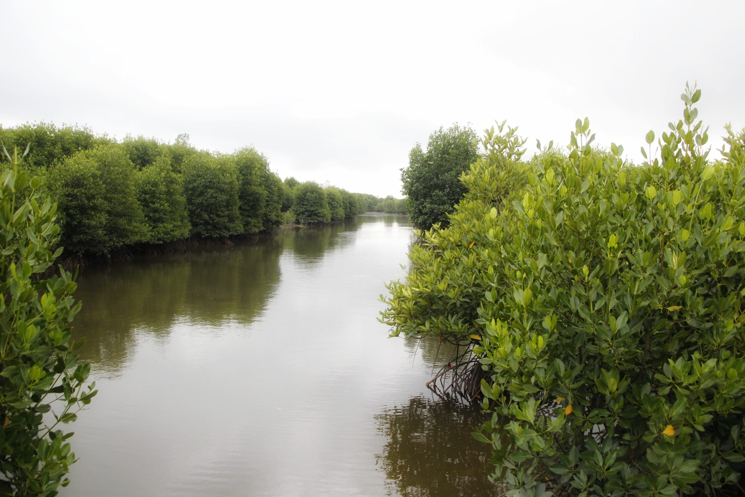 Ketika mangrove kembali rimbun, nelayan, antara lain akan menerima manfaat, beragam biota pun banyak hidup, seperti ikan, udang dan kepiting. Foto: Ayat S Karokaro/ Mongabay Indonesia