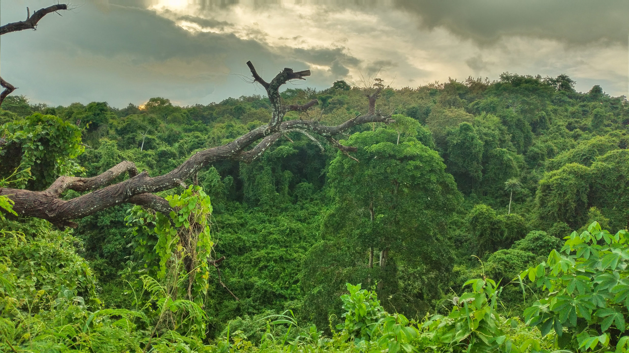 Hutan nan hijau, yang berupaya terus dijaga. Foto: Moh Tamimi/ Mongabay Indonesia