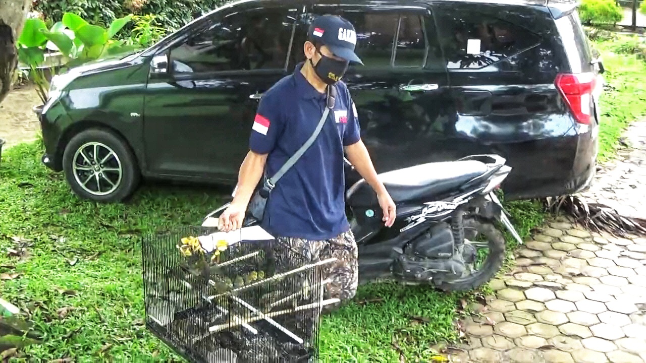 Petugas Seksi Wilayah I Balai Gakkum KLHK WIlayah Sumatera membawa burung yang diamankan dari upaya perdagangan illegal dari Aceh ke Sumut Ayat S Karokaro)-01.jpeg