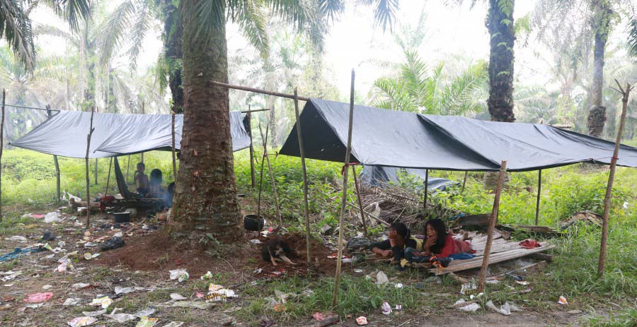 Orang Rimba hidup di bawah sudung, semacam tenda dari terpal dan kayu. Mereka hidup berpindah-pindah mencari apapun yang bisa untuk bertahan hidup. Foto: Pailin Wedel untuk Human Rights Watch