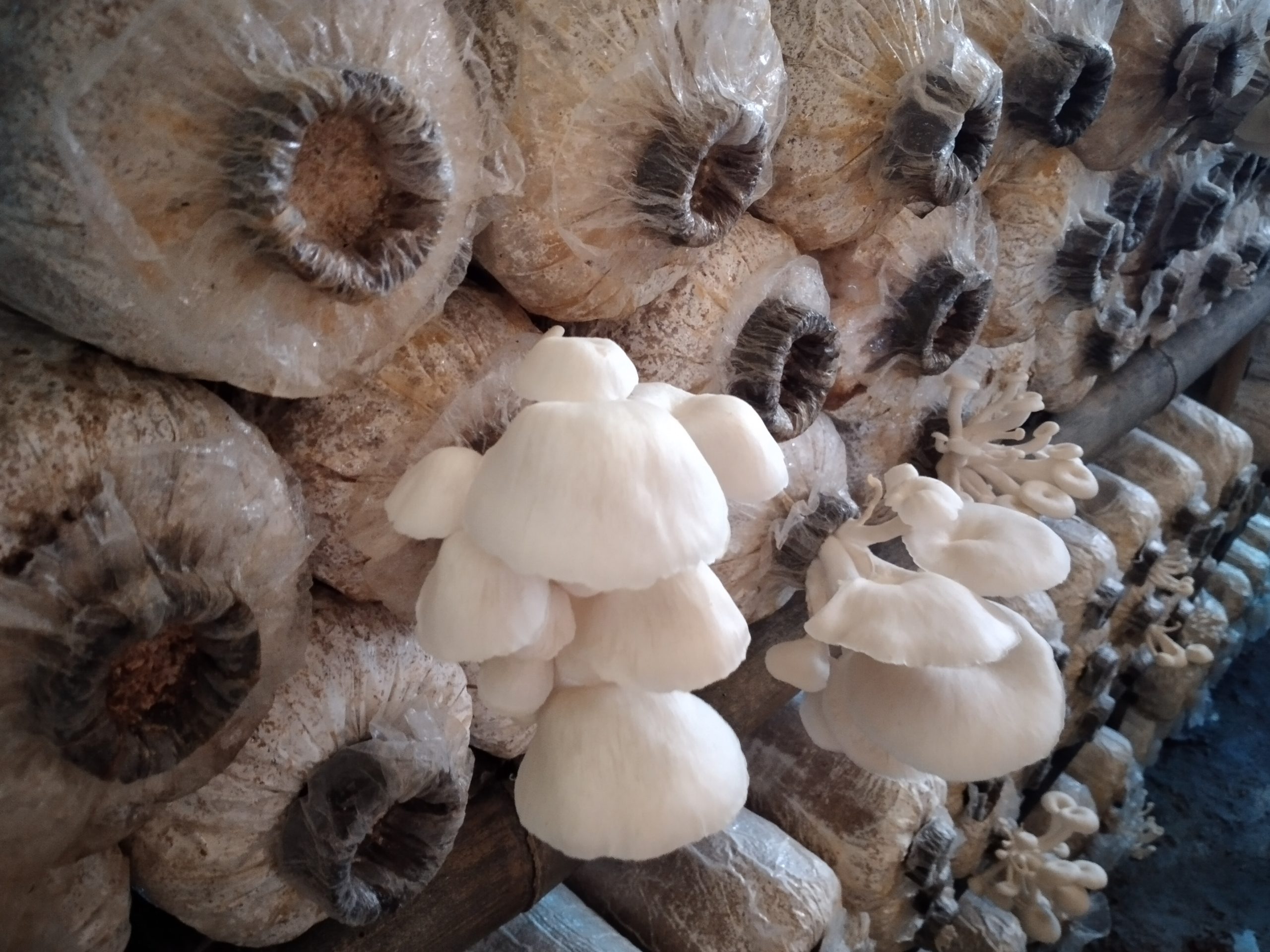 Ruang budidaya jamur tiram. Foto: Moh Tamimi/ Mongabay Indonesia