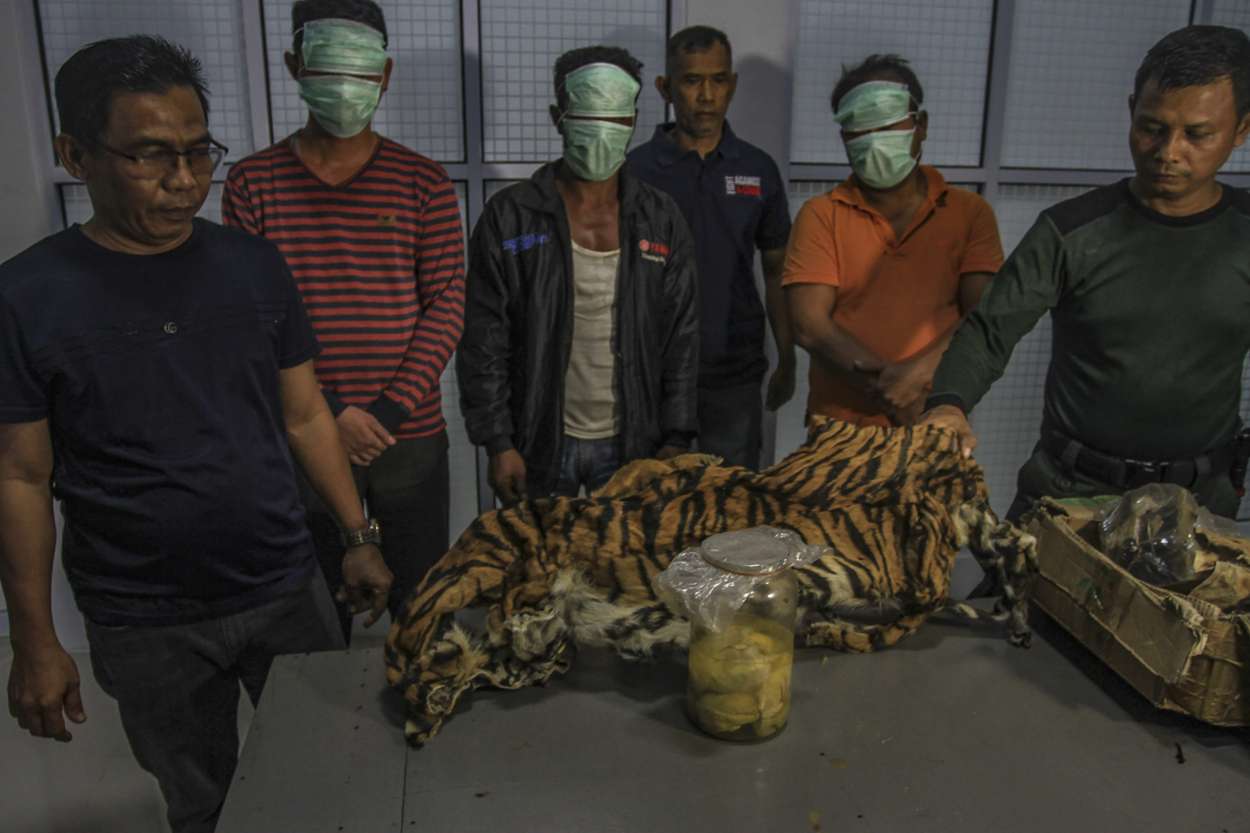 Para tersangka dan barang bukti, kulit harimau dan janin saat penangkapan. Foto: Rafka Majjid untuk Mongabay Indonesia