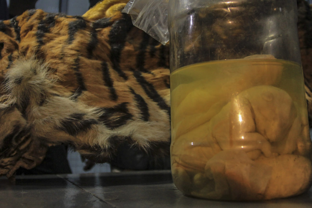 Kulit harimau dan empat janin. Foto : Rafka Majjid untuk Mongabay Indonesia