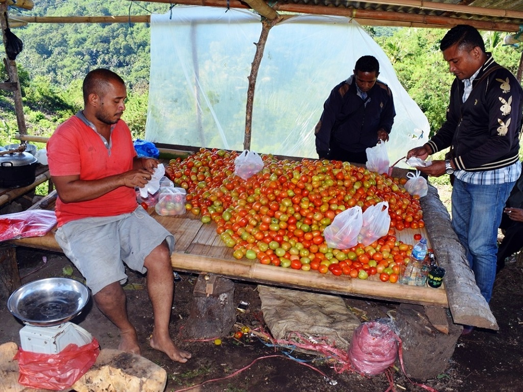 Pengurus Kelompok Tani Sinar Bahagia di Desa Nitakloang, Kecamatan Nita,Kabupaten Sikka, NTT sedang memasukan tomat yang baru dipanen untuk dijual kepada pembeli. Foto : Ebed de Rosary/Mongabay Indonesia