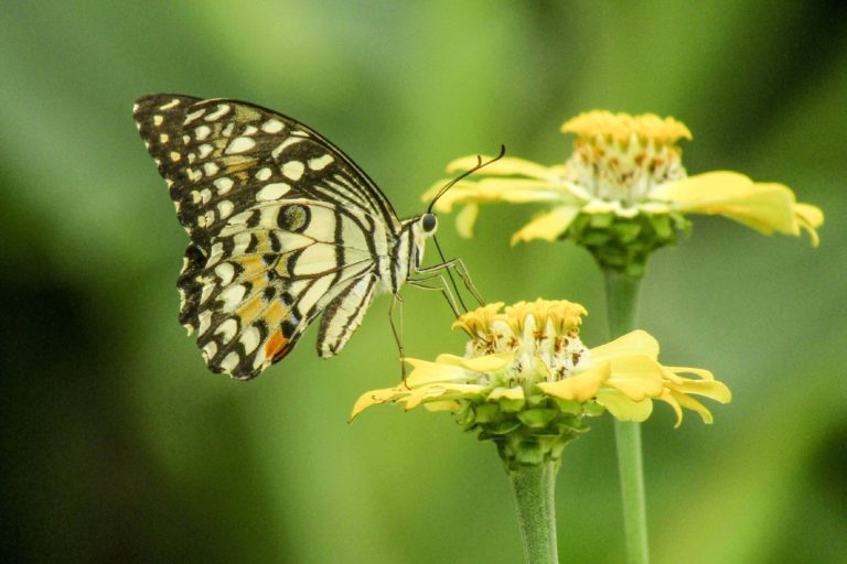 Eksotisnya Kupu Kupu Si Penjaga Keseimbangan Alam Mongabay Co Id Mongabay Co Id