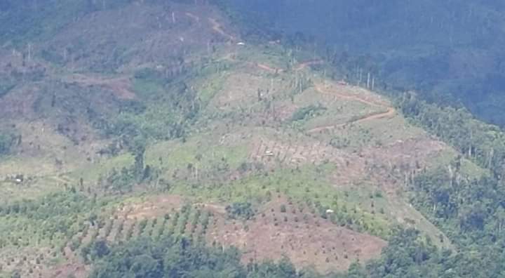 Hutan lindung yang kritis di Desa Kaladi, Luwu. Foto: Fadriaty