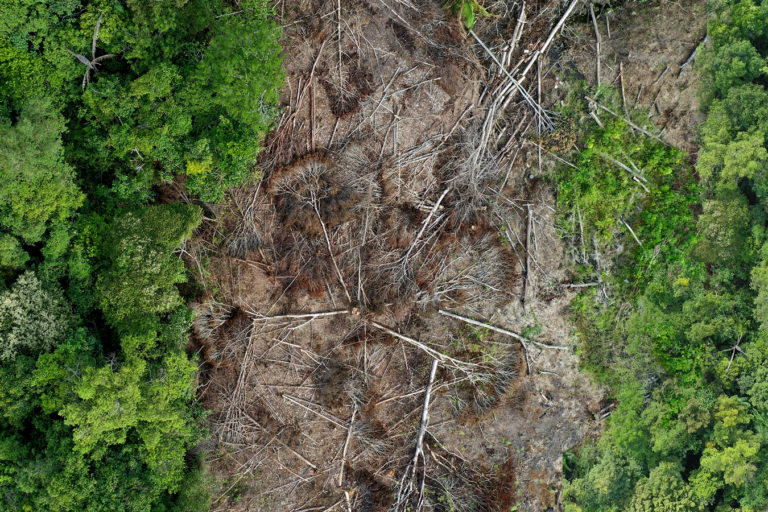 Berapa Banyak Hutan Dunia yang Telah Menghilang dalam Satu Dekade 