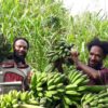 Pisang, salah satu sumber pangan yang banyak ditanam orang Papua. Foto: Yan Legowan