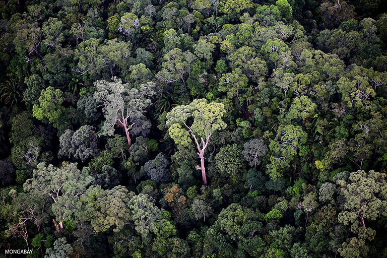 hutan di indonesia berdasarkan kondisi iklim relief dan kesuburan tanahnya dibagi menjadi hutan tropis musim sabana dan bakau ciri-ciri hutan musim yang paling menonjol adalah