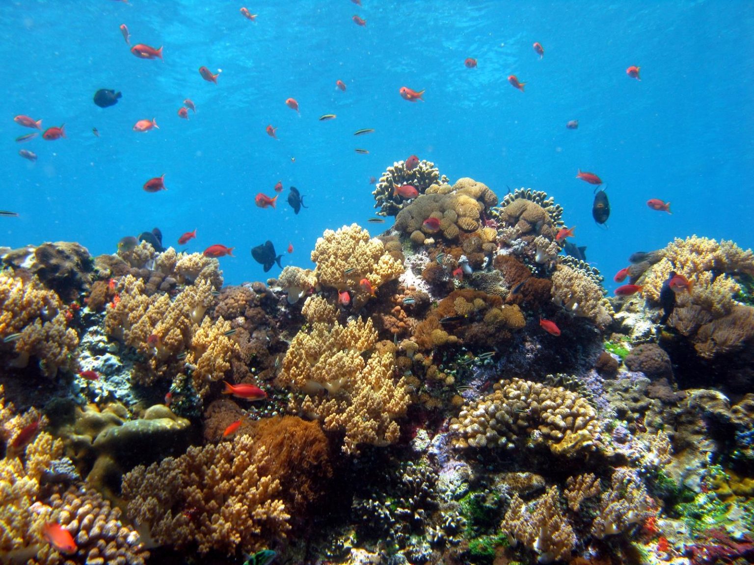 Terumbu Karang
