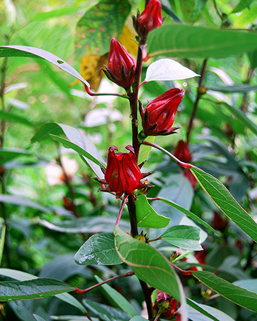 Melirik Rosella Tanaman Herbal Banyak Manfaat Mongabay Co Id