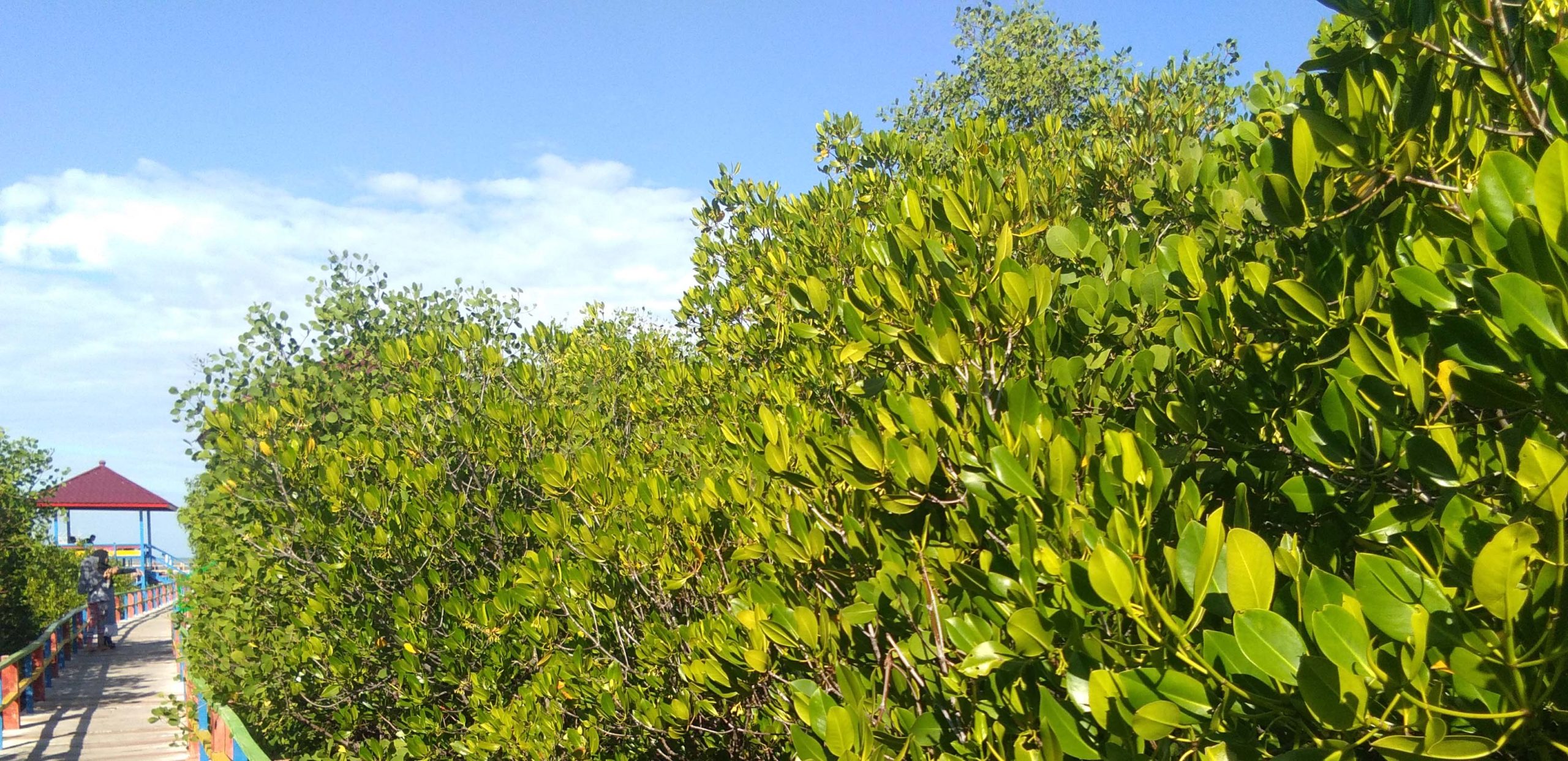 Hutan mangrove nan rimbun di Lembung, jadi ekowisata. Foto: Gafur Abdullah/ Mongabay Indonesia